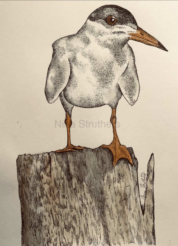 Tern • Sea bird • coastal bird by Ingrid Nina Struthers