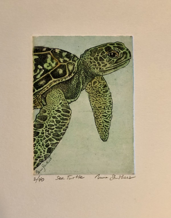 Tiny Turtle by Ingrid Nina Struthers