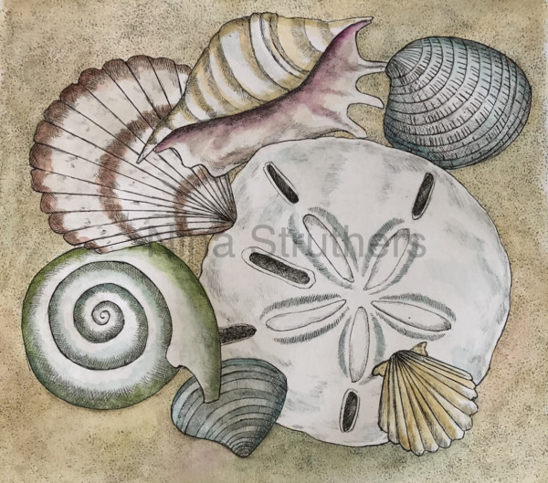 Shell Medley with sand dollar by Ingrid Nina Struthers