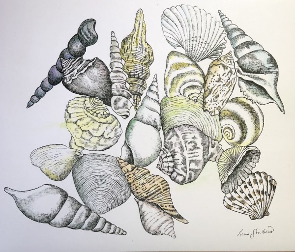 Shell Study by Ingrid Nina Struthers