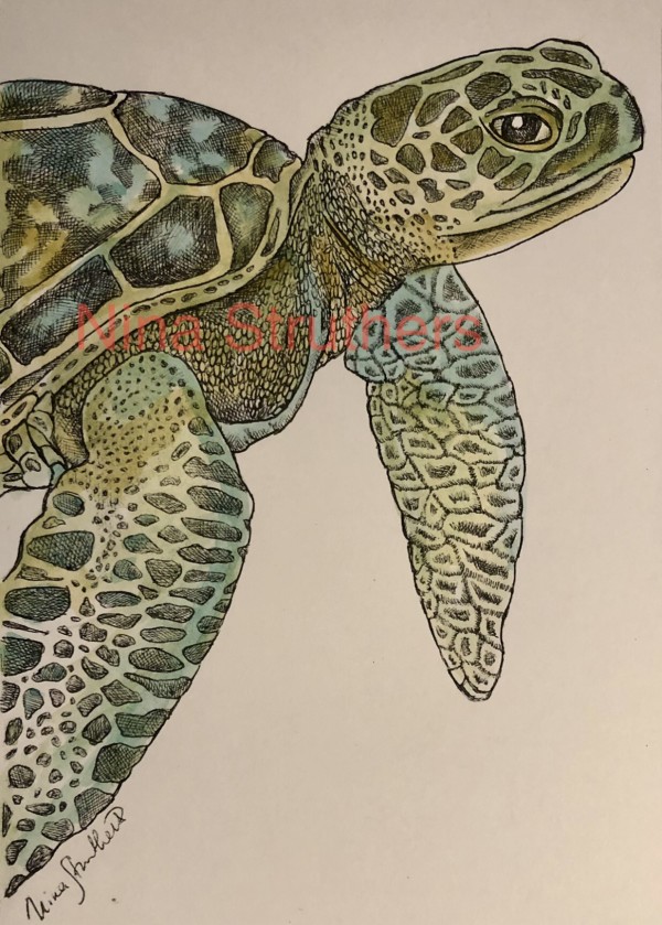 Sea Turtle by Ingrid Nina Struthers