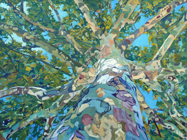 Sycamore Tree by Evelyn McCorristin Peters